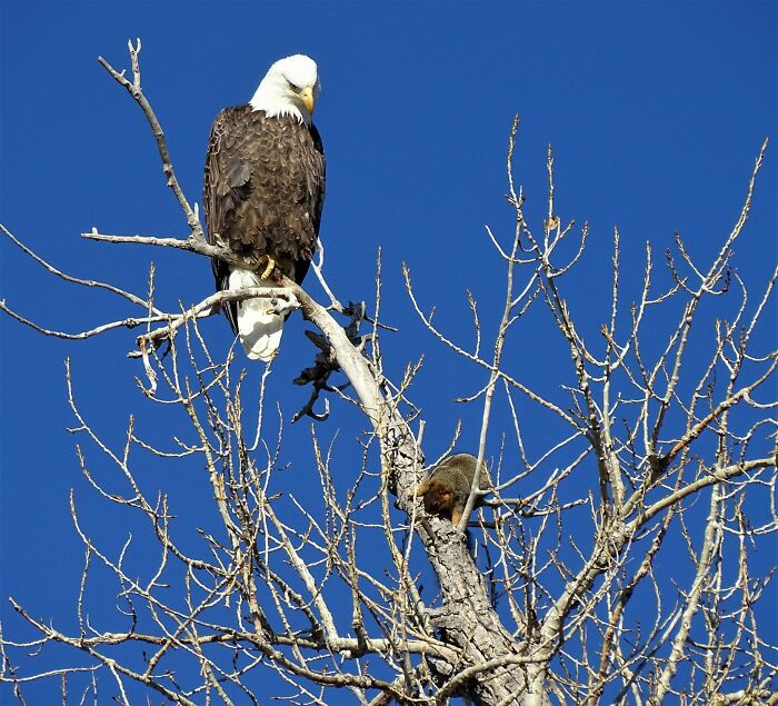 Eagle and a squirrel on top of a tree 