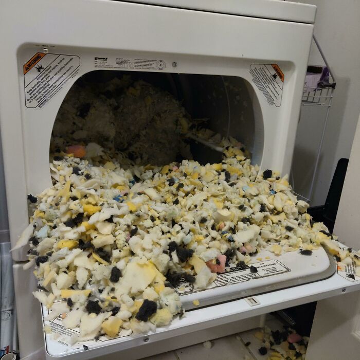 What Could Go Wrong If You Put Your Dog's Bed In The Dryer After Being Washed?