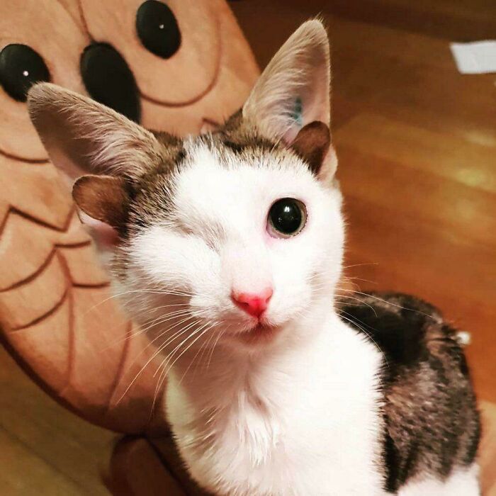 Frankie nació con 4 orejas y una deformidad en un ojo pero está perrrfecto