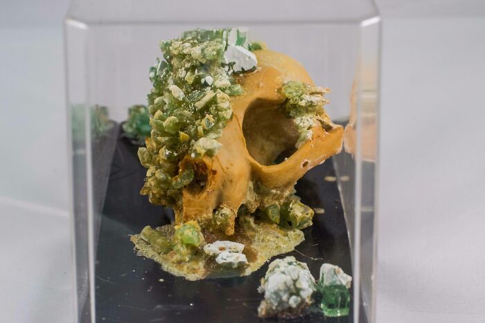 Green crystals growing on a skull in a glass box 