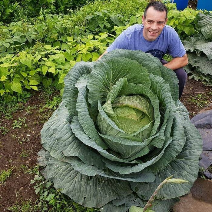 Been Asked To Share My 67lb Cabbage You You Lovely People. Hope You Enjoy And I Think Its Fitting For The Group 