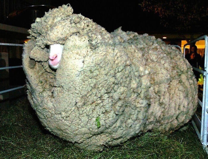 “Shrek" (1994-2011) Was A Merino Sheep From New Zealand. He Escaped And Avoided Shearing For Six Years By Hiding In A Cave
