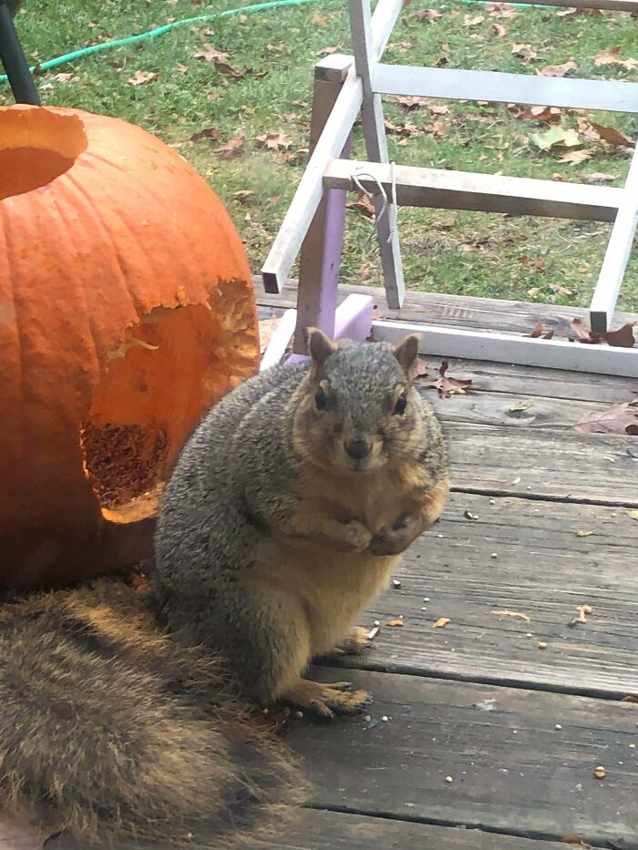Sadie The Squirrel Has Eaten 3 Jack O’lanterns So Far
