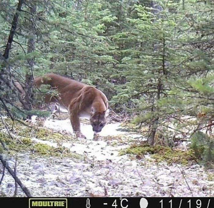 This Mountain Lion Is A Unit