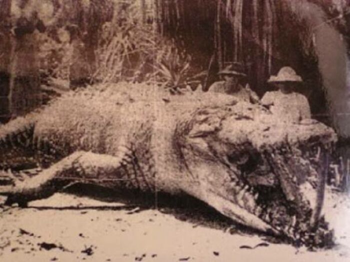 Crocodile Measuring 8.6m (28ft). Shot By A Hunter In Queensland, Australia In 1957