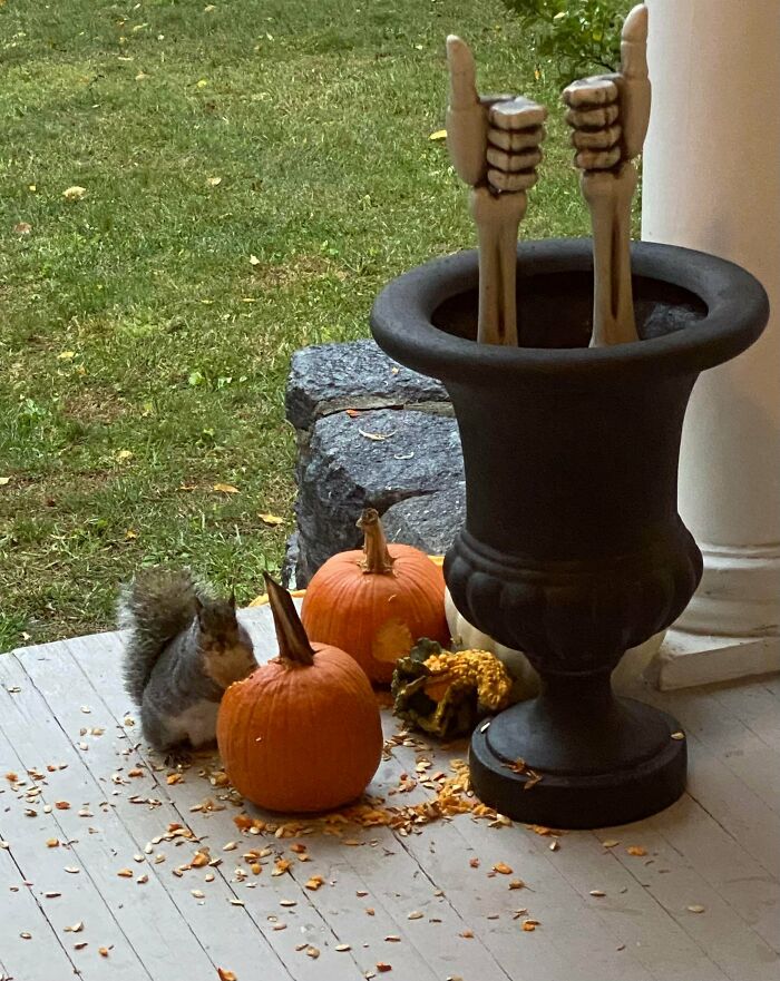This Fat Squirrel Eating My Pumpkins