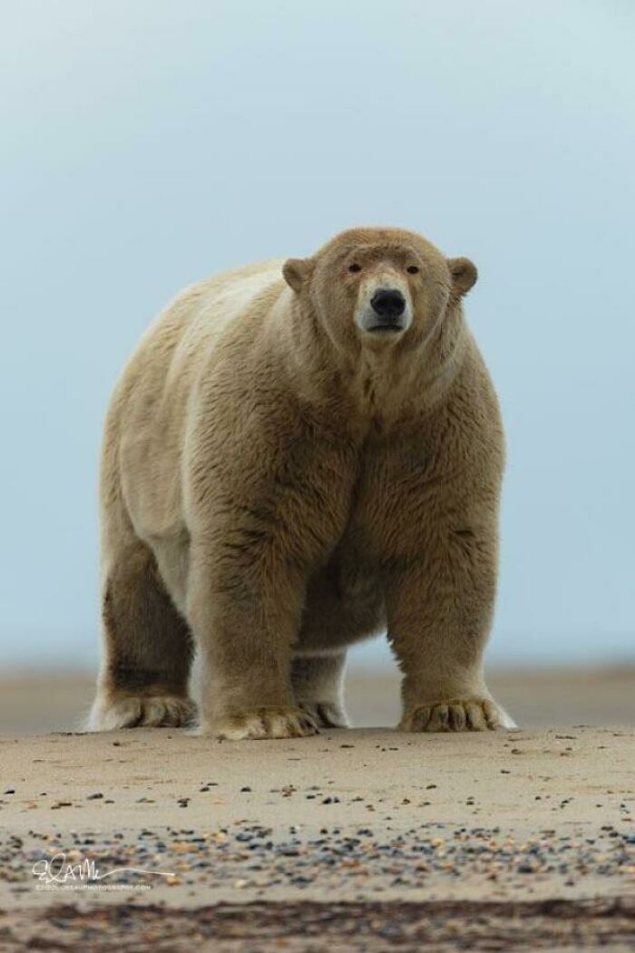 Absolute Unit Of A Polar Bear