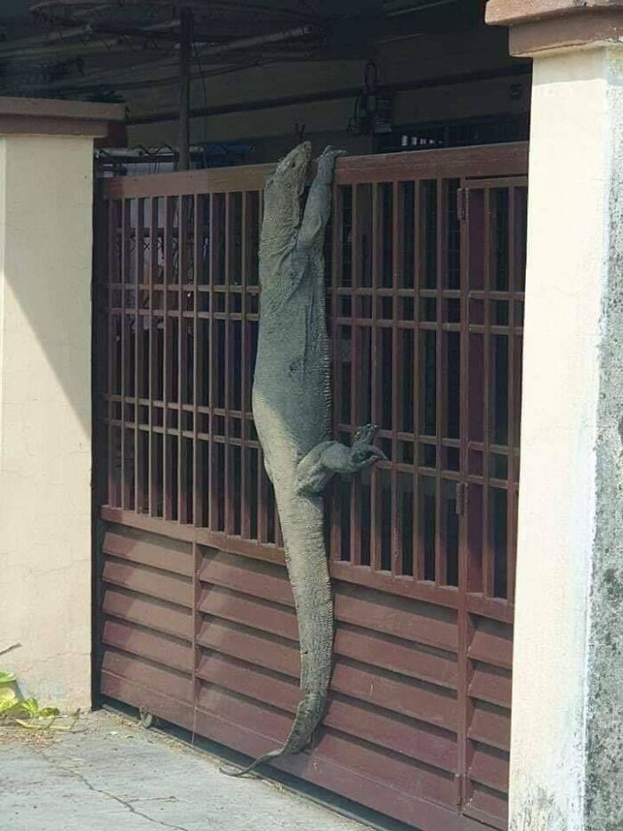 The Sheer Size Of This Monitor Lizard Climbing The Gate