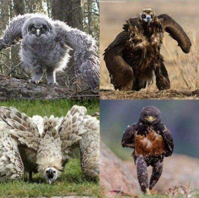 A Collage Of Absolute Units Of The Avian World