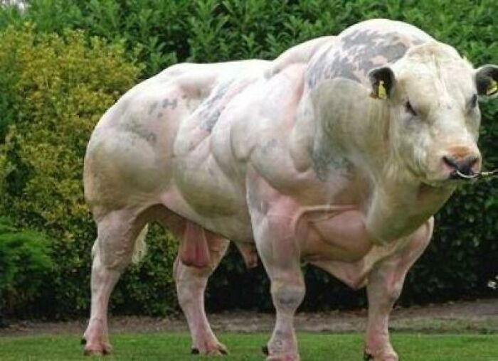 This Monster Of A Moo. He Looks Like He Could Walk Through 2 Feet Of Solid Steel