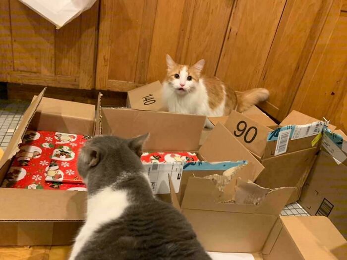 From A Friend Of Mine: “It’s Hour 17. I’ve Wrapped 4.5 Presents. Meanwhile, The Cats Have Reached A New Level Of Psychotic”