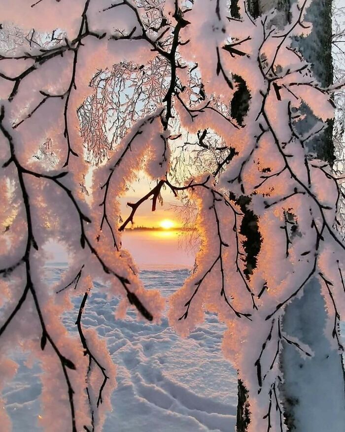 Snow Clinging On To The Branches Of A Tree, Finland