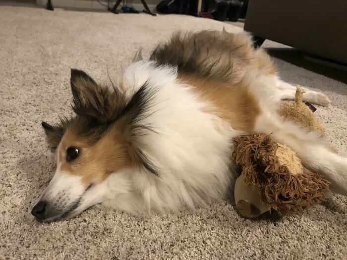 Ginger Snuggling Her Favorite Toy