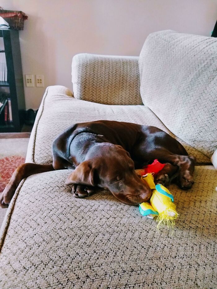 My New Puppy Fell Asleep Playing With His Favorite Toy
