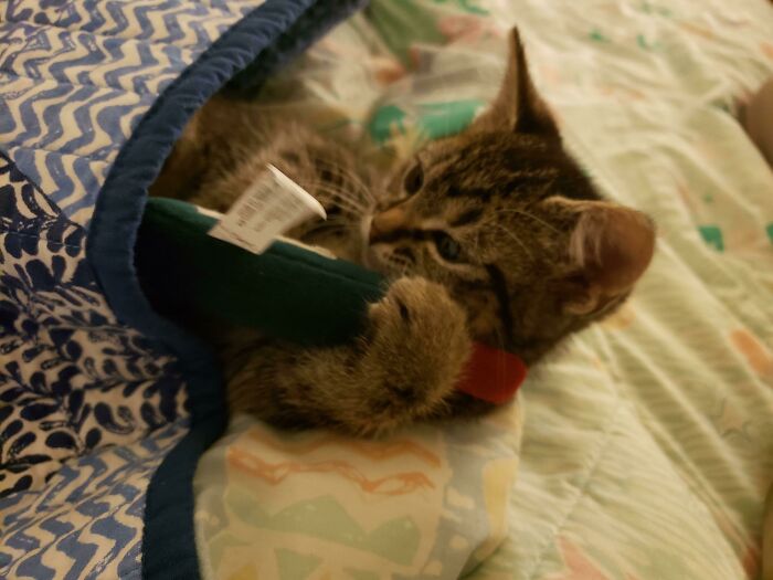 Rescued This Kitten After Finding Her In A Garbage Can. She Loves Her Wine Bottle Toy So Much She Needs It To Sleep Now And I Just Wanted To Share It