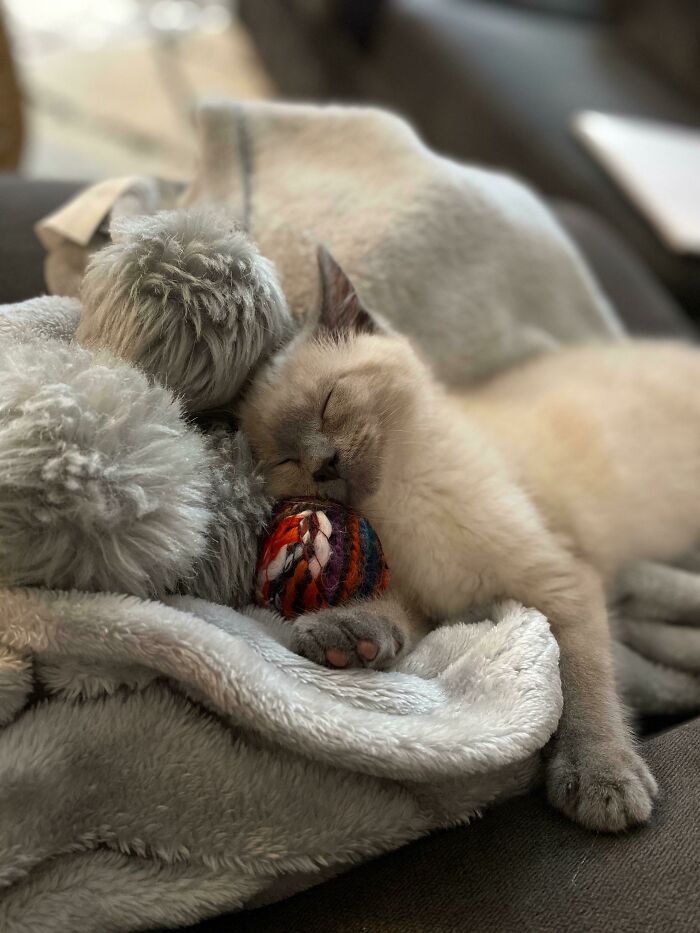 My Little Buddy Ash Protecting His Favorite Toy. He Still Hasn’t Grown Into His Paws