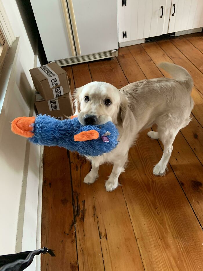 Just A Happy Boy With His Platypus Toy