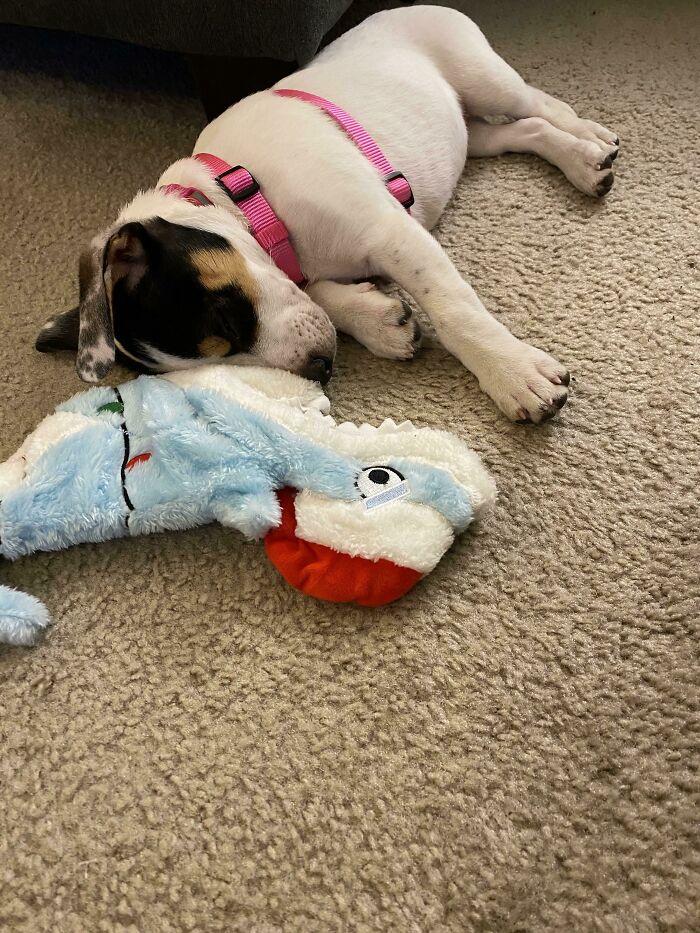 Adopted This Sweet Little Thing Today. Meet Bernie Who Loves Her New Toy Shark