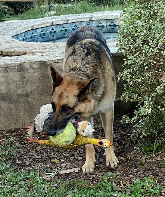 Cake Day Post Of My Best Bud Jackie... He Loves Toys... For Size Reference, That Is A Jumbo Tennis Ball, A Full Size Screaming Rubber Chicken, And His Stuffed Duck