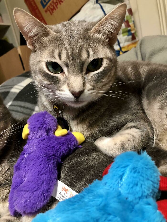 King Odin And His Favorite Toys