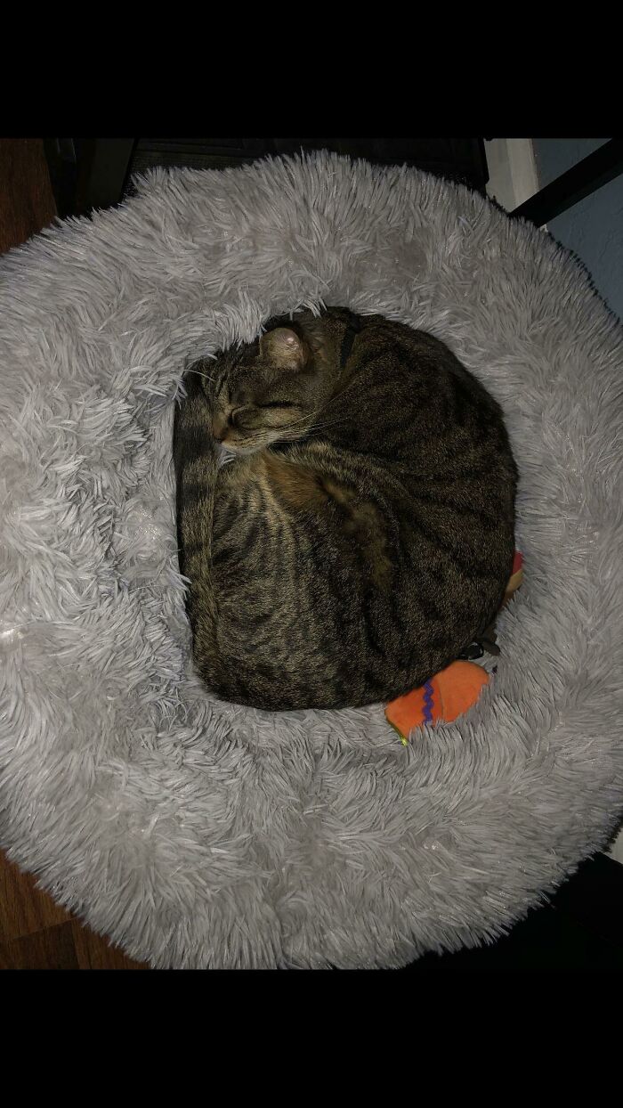 She Always Sleeps With Her Little Toys