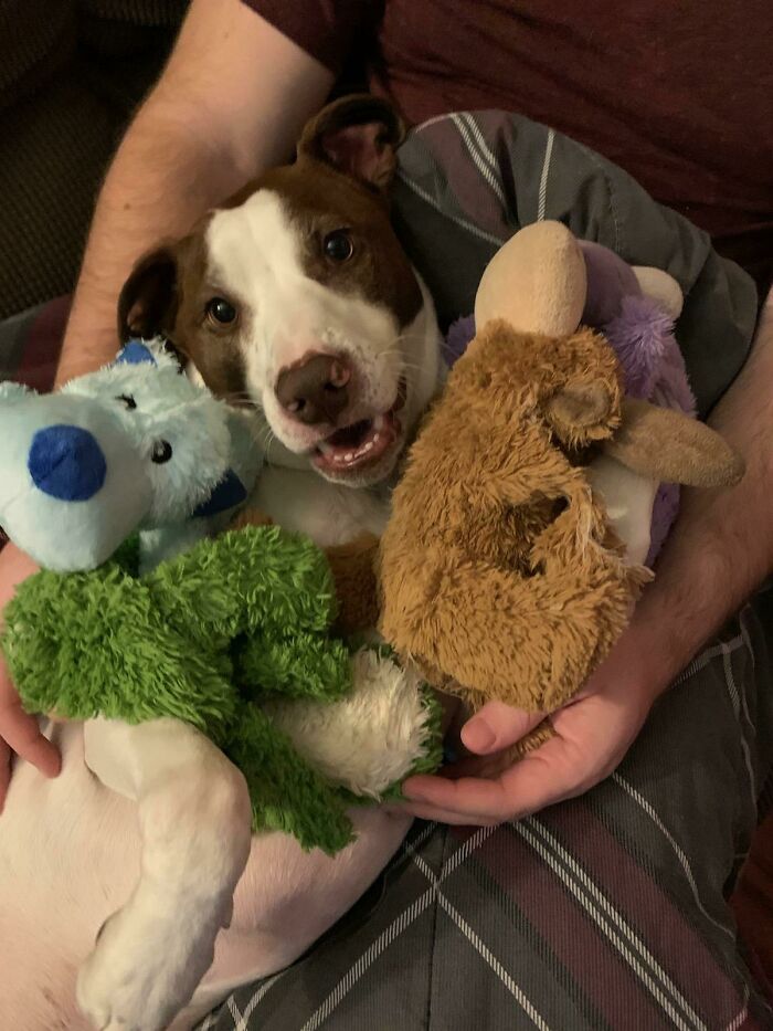 Toys And Snuggles