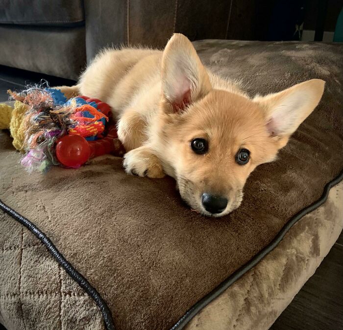 Our German Shepherd/Corgi (And Maybe Fox?) Mix, Scout. Goodest Girl, Wrecker Of Toys