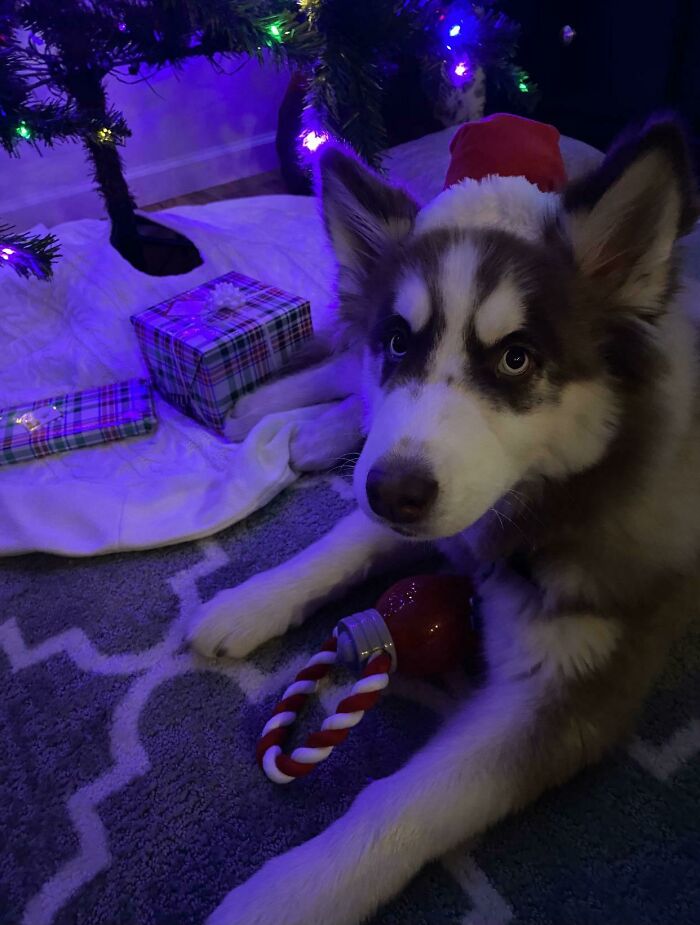 A Christmas Boy With His Christmas Toy!