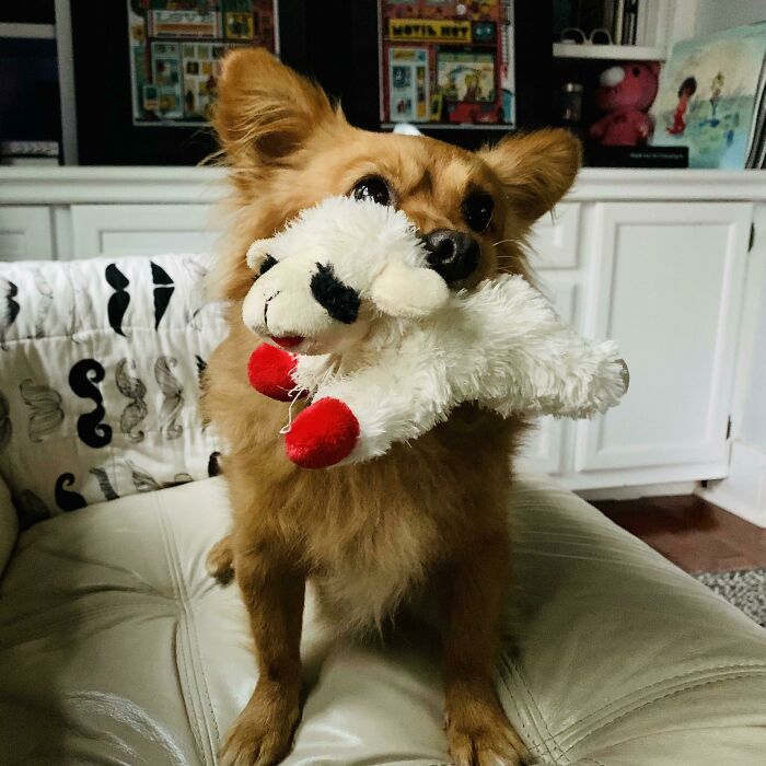 No, This Toy Isn’t Too Big For Me