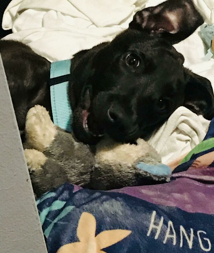 Jax Playing With His Toys. Had To Share My Cutie Pie