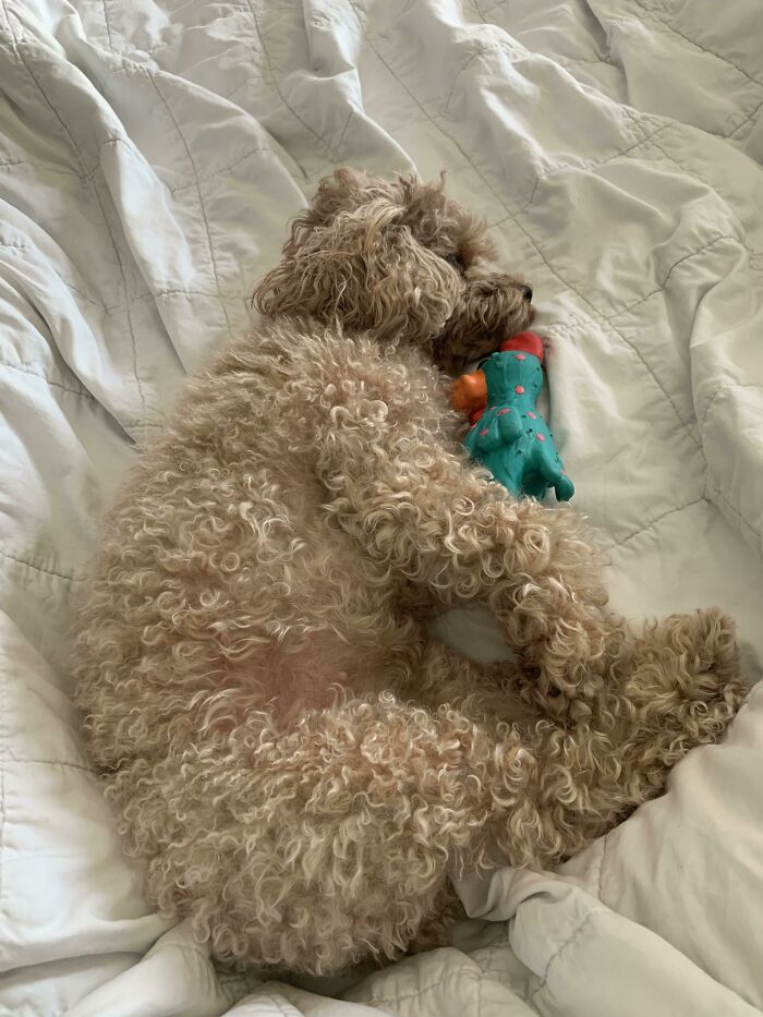 My Puppy Has Been Sleeping With Her Chew Toy Like A Stuffed Animal