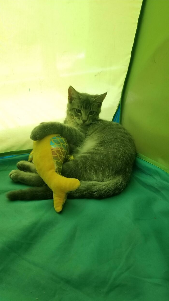 Tommy Huggin His Fish Toy In His Tent!