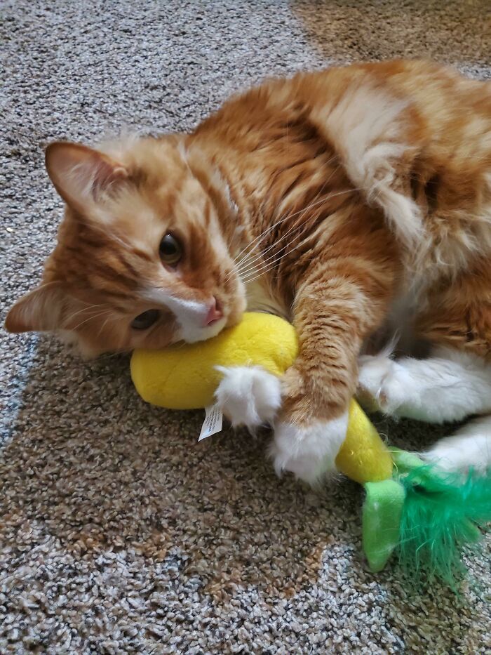 My Cat Big G Playing With His New Catnip Toy