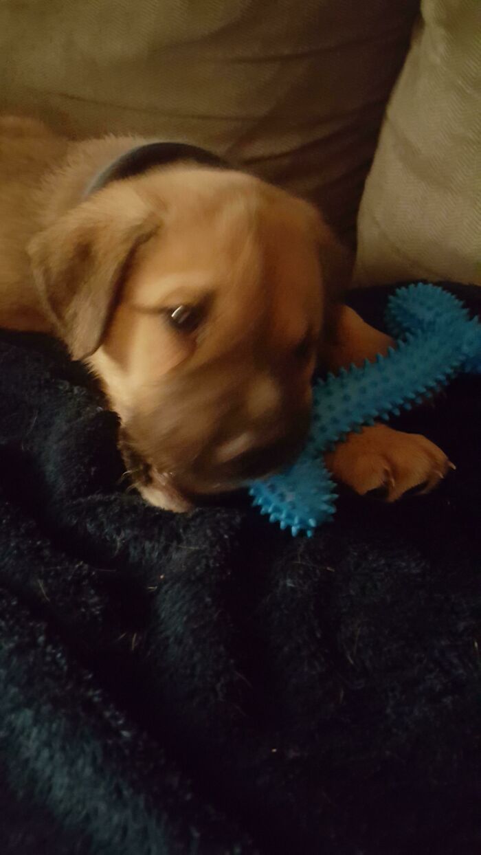 Griffen With His Chew Toy (6 Weeks)