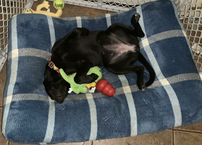 Tuckered Out Playing With Her Toys