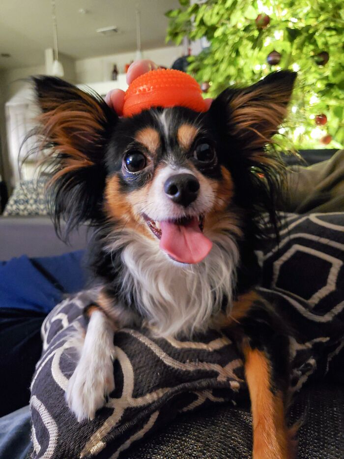 Marley Wearing One Of Her Favorite Toys As A Hat