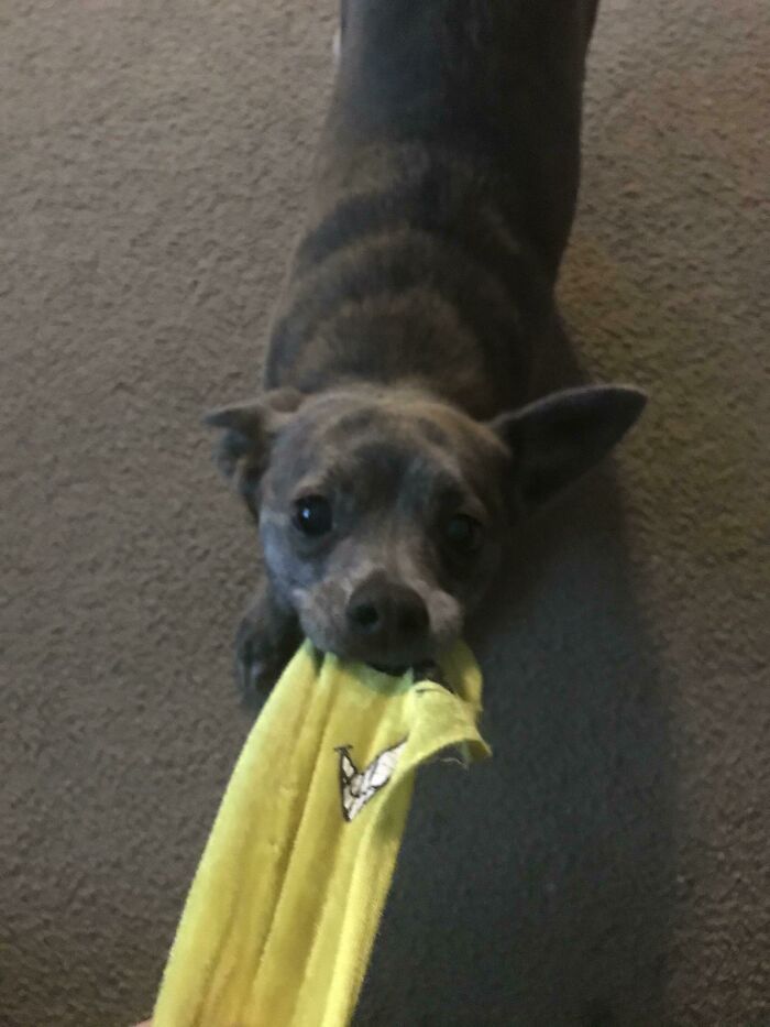 This Is Daisy, She Has A Toy Banana But All The Stuffing Fell Out And Now It’s Just A Yellow Rag