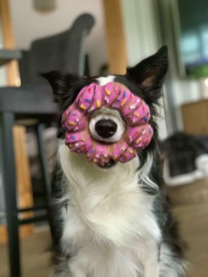 Mi Cachorro Finalmente Encontró Su Juguete De Rosquilla Que Perdió Hace Un Tiempo Y Lo Ha Estado Cargando Así Todo El Día