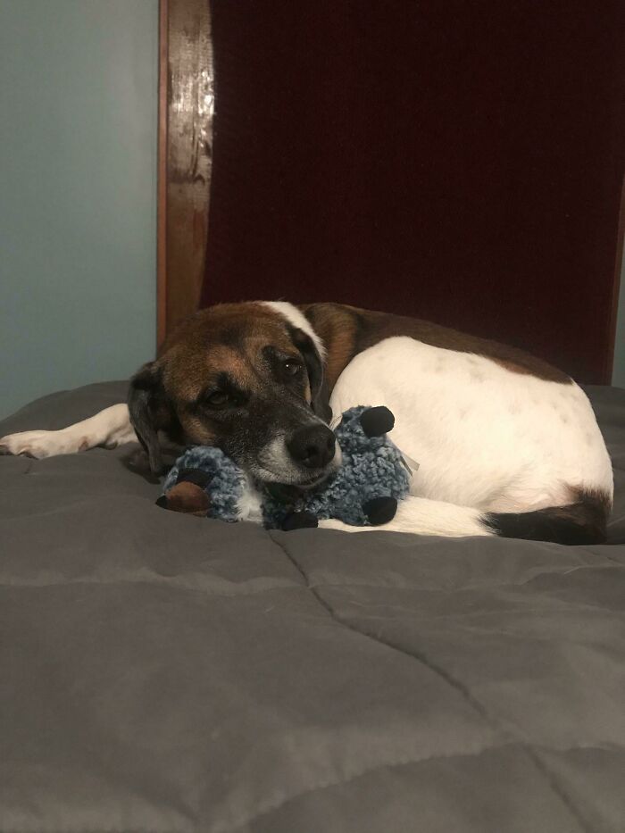 My Freinds Dog With The Toy I Got Her For Christmas