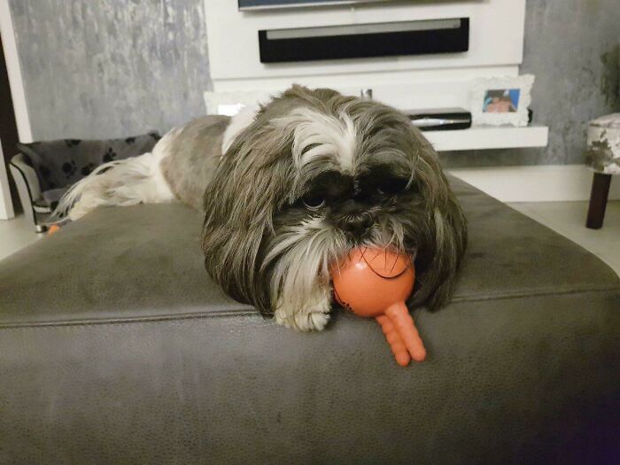 My Little Bro Dougal And His Favourite Toy