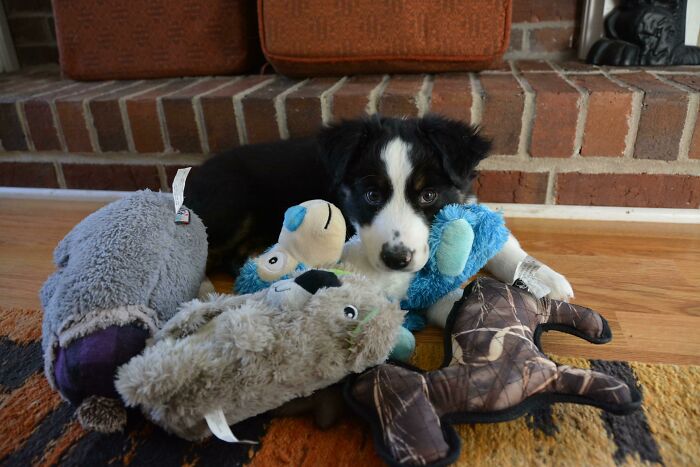 All Of My Toys Have Been Herded Together. Time For A Nap