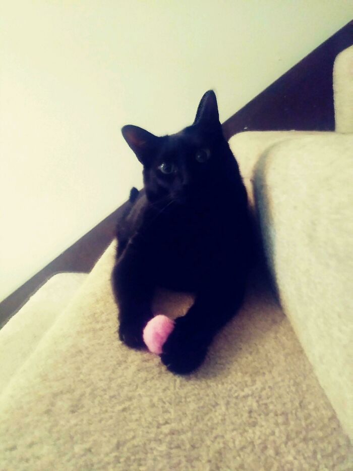 Adorable Kitty Posing With Her Favorite Toy