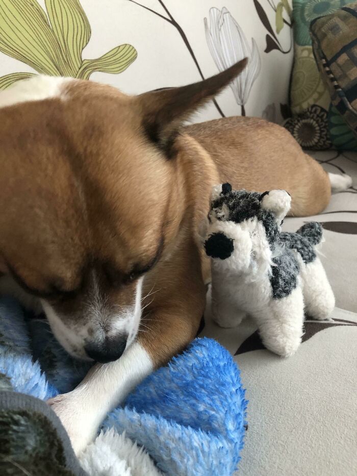 My Small Dog, Next To His Even Smaller Dog Toy Of A Dog.