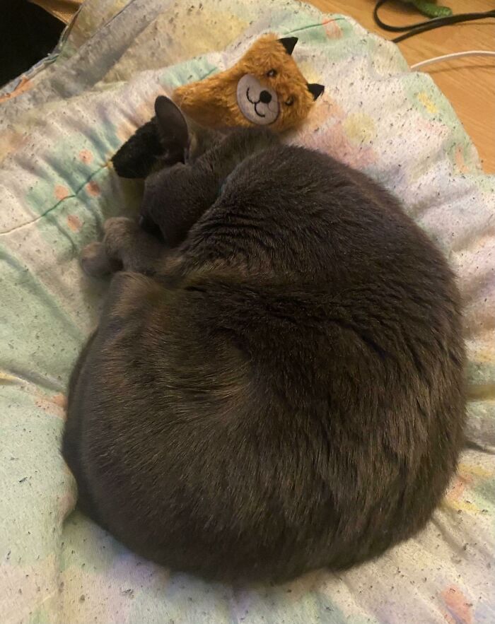 Our Girl Pepper Can’t Get Enough Of Her Fox Toy!