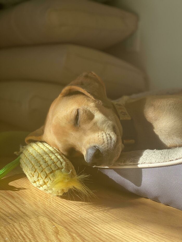 She Can’t Be Anywhere Without Her New Corn Toy
