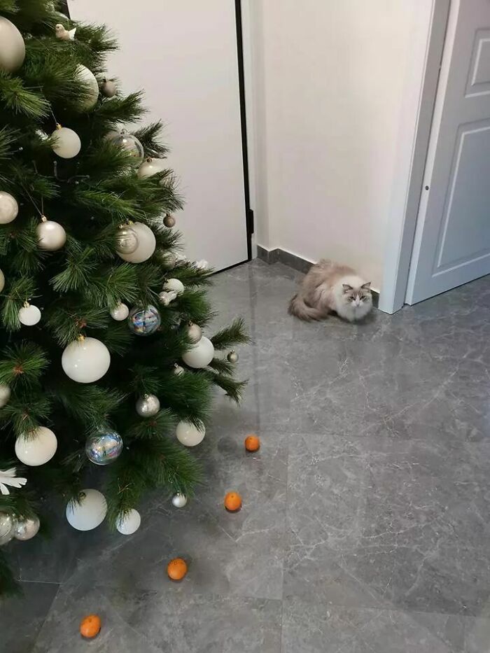 "My Cat Is Afraid Of Tangerines, So I Created A Force Field To Protect The Christmas Tree"