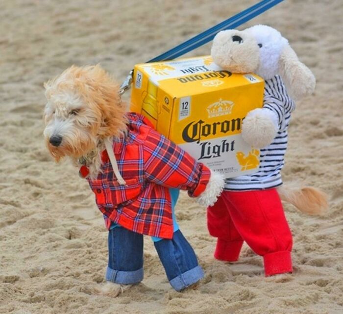 This Dogs Costume