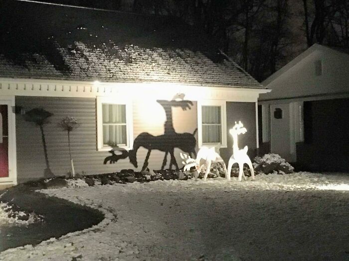 My Cousin Has No Idea Why People Are Laughing At Her Deer