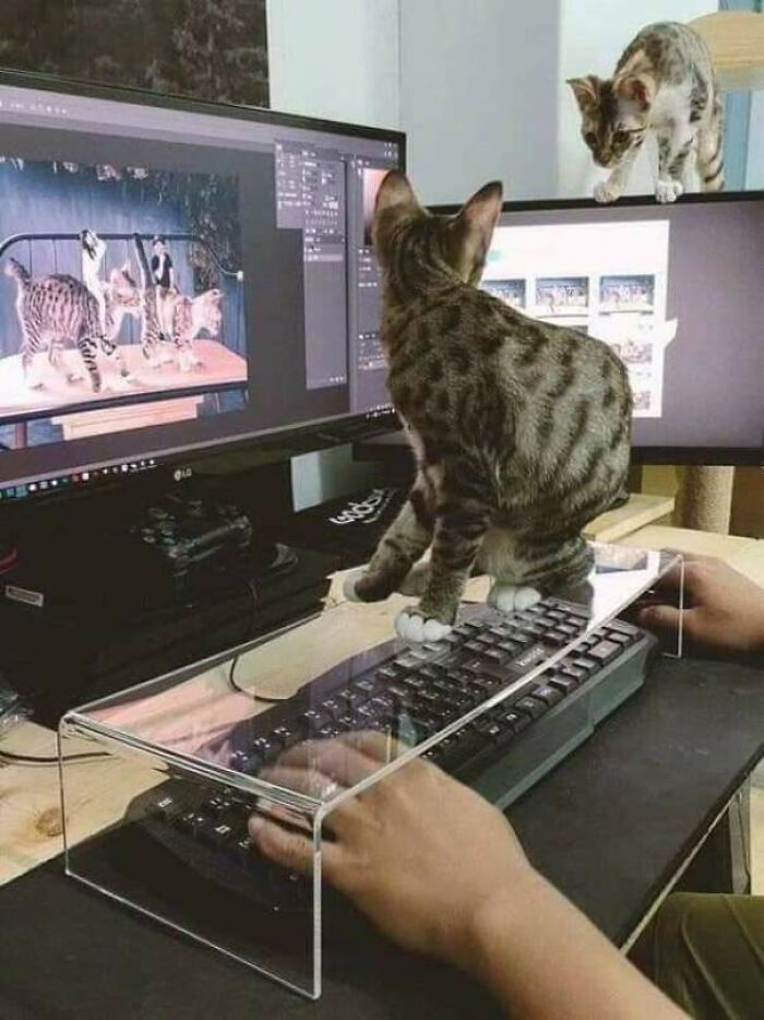 To Keep Your Cat Away From Keyboard.