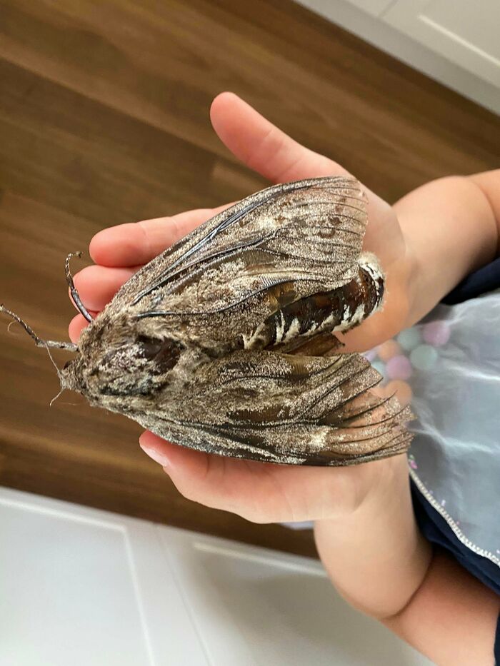 This 5 Inch Moth We Found In Our House Yard Today